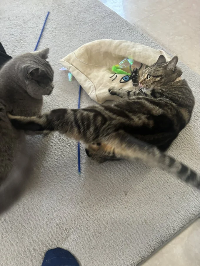 ニャンプロで足で押さえるスキルを見せるアニちゃん▶のんびり平和な時間（⇒次へ）