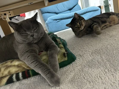 平和な時のテーブル下▶激しくても怪我をしたことはないとのこと（⇒次へ）