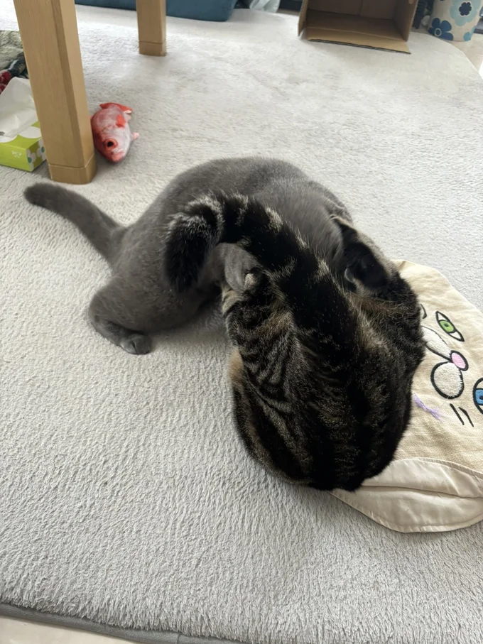 最近の齧られ②▶追い詰めた！！（⇒次へ）