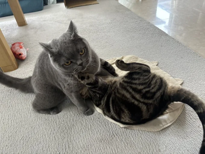 ニャンプロの時は真顔です！▶アニちゃんは人間でいうと真面目なタイプ（⇒次へ）