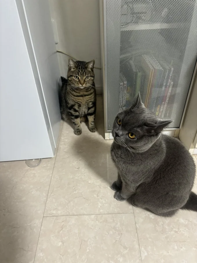 アニちゃんを追い詰めたランちゃん！▶猫の顔が2つ並ぶと…（⇒次へ）