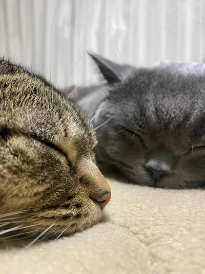 おまんじゅうふたつ▶アニちゃん接近中（⇒次へ）