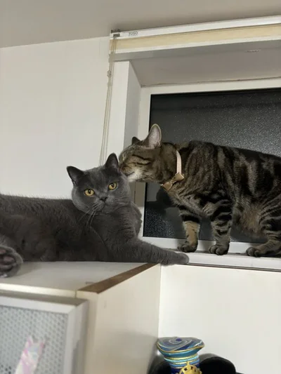 ランちゃんに近づくアニちゃん▶毛づくろいするのかな？（⇒次へ）