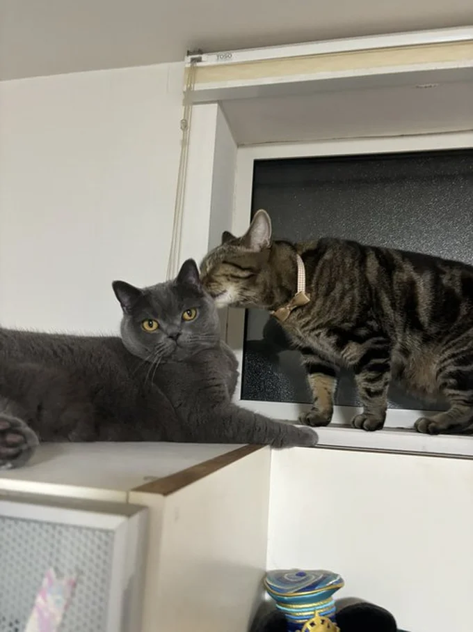 ランちゃんに近づくアニちゃん▶毛づくろいするのかな？（⇒次へ）