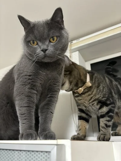 ランちゃんが可愛いから毛づくろいするのかと思いきや...▶怒られちゃった（⇒次へ）