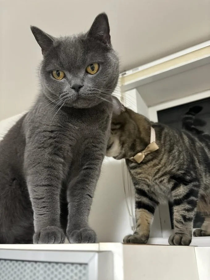 ランちゃんが可愛いから毛づくろいするのかと思いきや...▶怒られちゃった（⇒次へ）