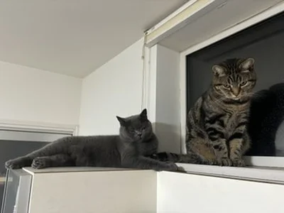 まさかの展開。ガブっと噛んで怒られるアニちゃん▶ムッとした表情のランちゃん（⇒次へ）