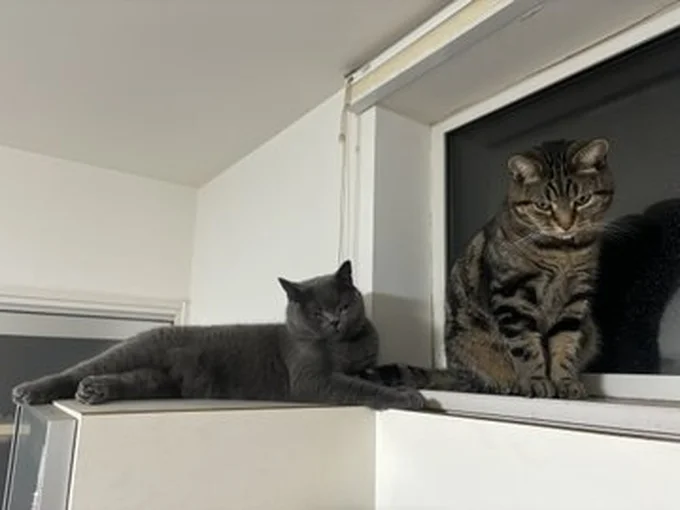 まさかの展開。ガブっと噛んで怒られるアニちゃん▶ムッとした表情のランちゃん（⇒次へ）