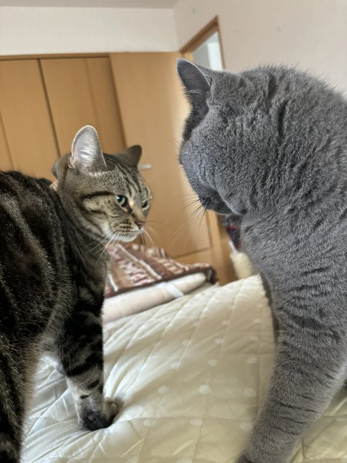 ニャンプロの予感…▶デレるときもあるんです（⇒次へ）