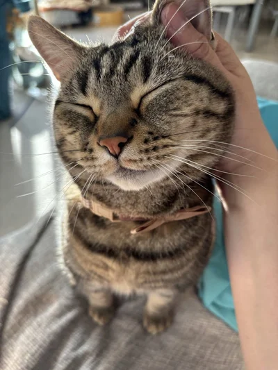 ツンデレアニちゃんのデレ！▶（次画像からは愛猫マンチカン・キュルガと静かな夜をまったりと過ごす人気猫マンガ『夜は猫といっしょ8』が読めます）