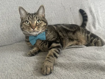 首輪がかっこいいアニちゃん▶ランちゃんは不思議ちゃんキャラ（⇒次へ）