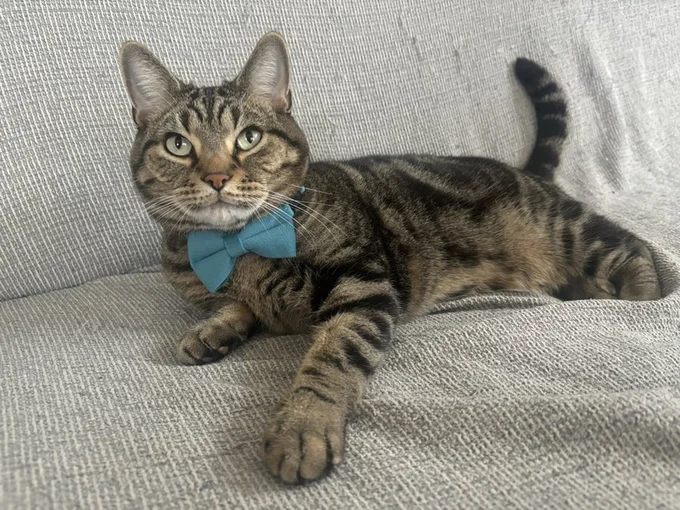 首輪がかっこいいアニちゃん▶ランちゃんは不思議ちゃんキャラ（⇒次へ）