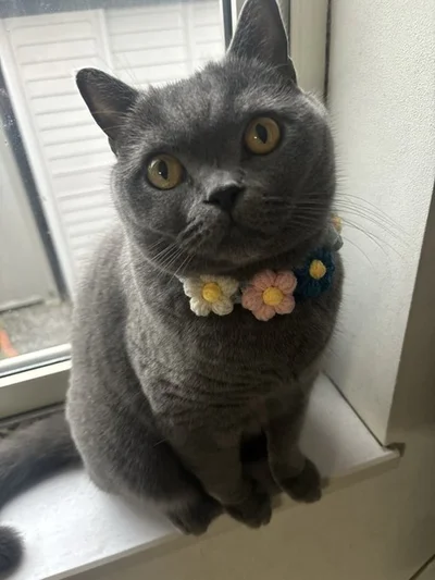 普通の首輪じゃなく毛糸の首輪ならOKのランちゃん▶寝てる姿も可愛い！（⇒次へ）