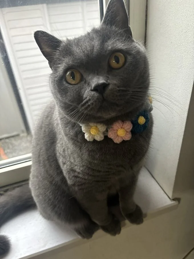 普通の首輪じゃなく毛糸の首輪ならOKのランちゃん▶寝てる姿も可愛い！（⇒次へ）