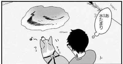 雨上がりのコーギーあるある？水たまりを避けたはずなのに