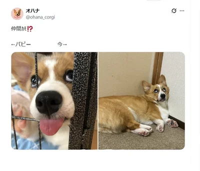 今も昔も面白い顔をしちゃう犬▶あどけないかわいさの中に面白さが混在するパピー期（⇒次へ）