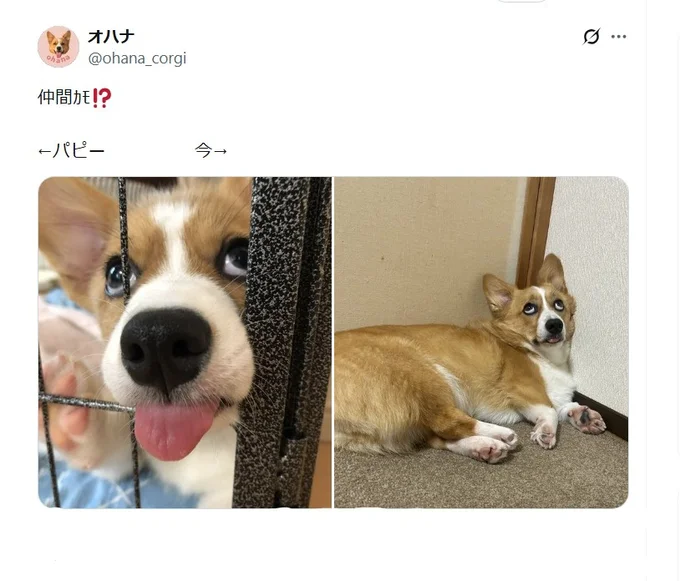 今も昔も面白い顔をしちゃう犬▶あどけないかわいさの中に面白さが混在するパピー期（⇒次へ）