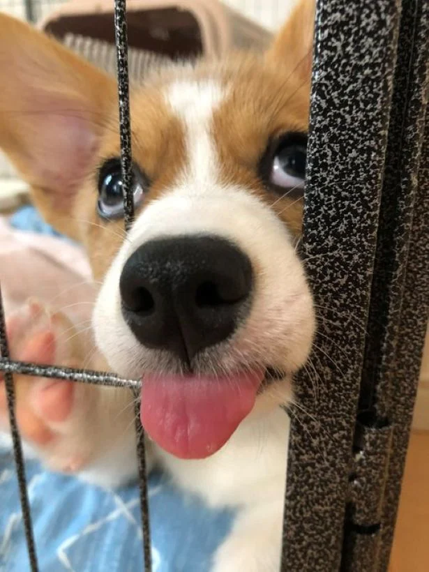 全力でアピール！▶脱力感のあるポーズと相まって完成度の高い面白さがあるオハナちゃん（⇒次へ）