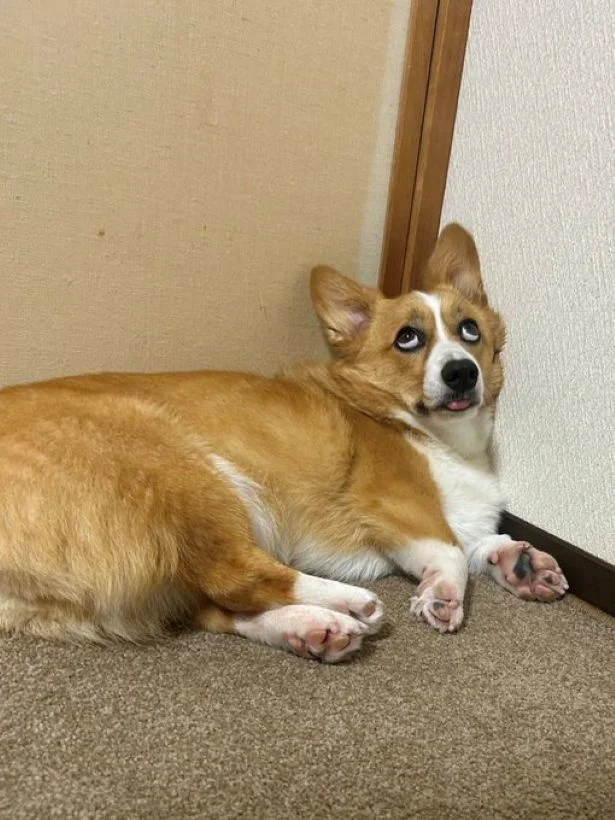 パピー期の面影があるお顔⁉▶本当はこんなに美人さんなんです（⇒次へ）