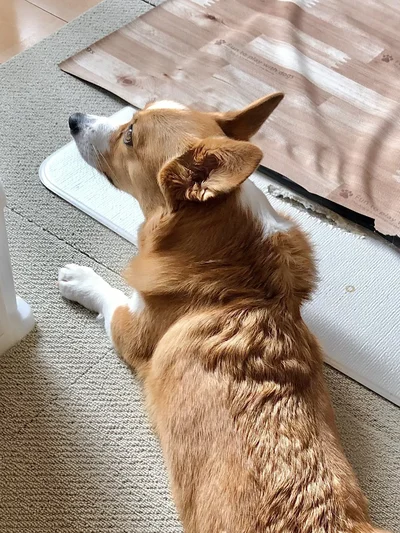 名誉回復！▶キラキラアイドルスマイルのオハナちゃん（⇒次へ）