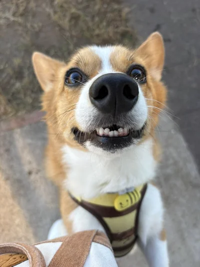 お鼻もチャームポイントなオハナちゃん▶プリティーなお尻のシルエット（⇒次へ）