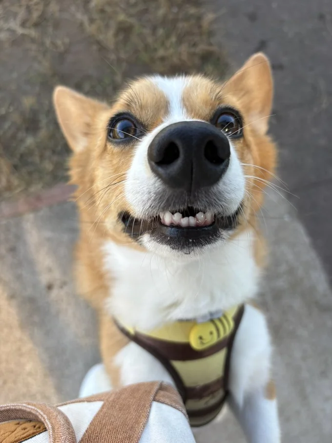 お鼻もチャームポイントなオハナちゃん▶プリティーなお尻のシルエット（⇒次へ）