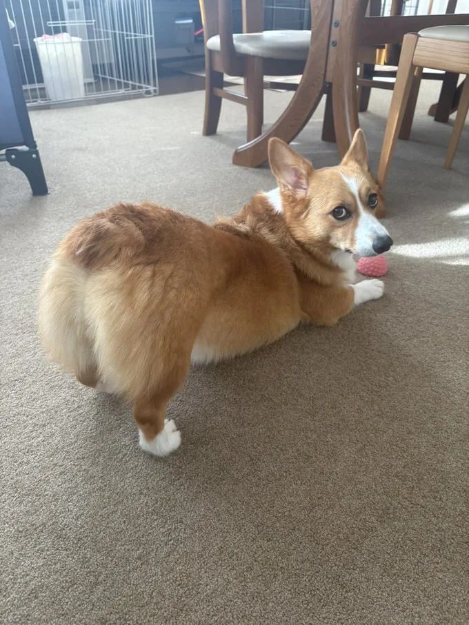 もふもふさわりたくなる♡▶おでかけが嬉しくてニッコニコ！（⇒次へ）