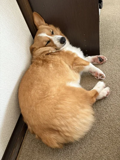 むにむにした部分がちょうどいい♡▶人間の弟くんのそばにいたら、お皿ごとホットケーキが降って来たんだ～♪（⇒次へ）