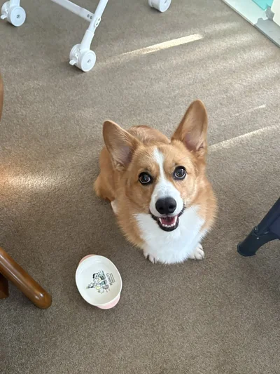 おいしかった！おかわりは？▶オハナが食べていい？？（⇒次へ）