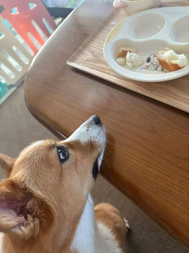 ロックオン！▶食べるの大好きオハナちゃん（⇒次へ）