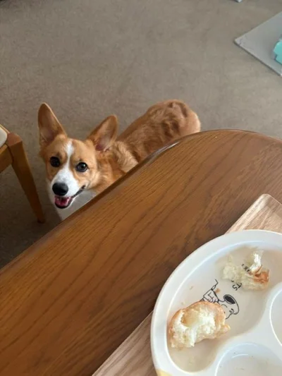 食べないなら私がもらいますよ？▶フリスビーで思いっきり遊ぶオハナちゃん（⇒次へ）