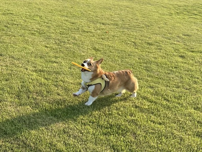 ナイスキャッチ！▶走る姿がかっこいい！（⇒次へ）