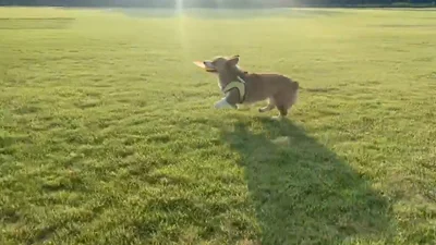 楽しい～♪▶フリスビー大好きなオハナちゃん（⇒次へ）