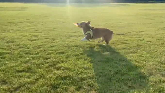 楽しい～♪▶フリスビー大好きなオハナちゃん（⇒次へ）