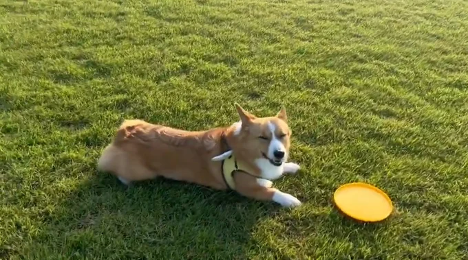 満足そうな笑顔！▶セルフシャンプー台で困惑するオハナちゃん（⇒次へ）