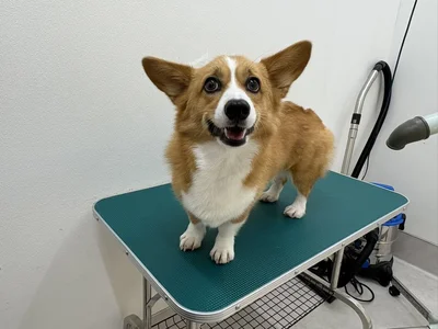 「ここは診察台ですか…？」▶立山連峰をバックにコーギースマイル！（⇒次へ）