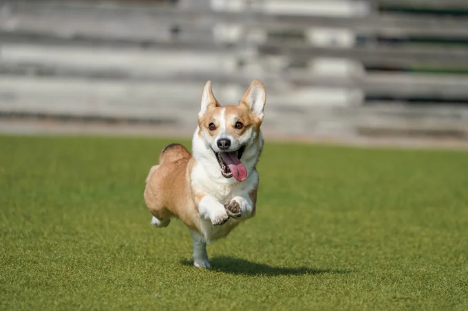 ドッグランで遊びまわるコーギー