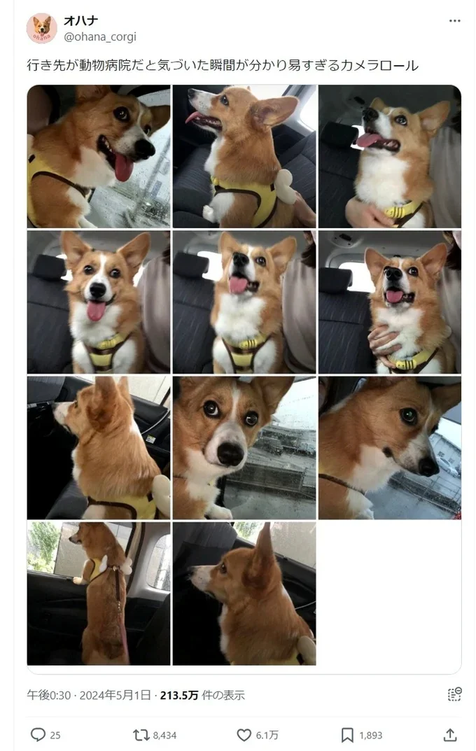 病院に到着して絶望の表情を浮かべるオハナちゃん（⇒次ページからほっこりする犬好きさん続出！『あしょんでよッ〜うちの犬ログ〜2』が読めます）