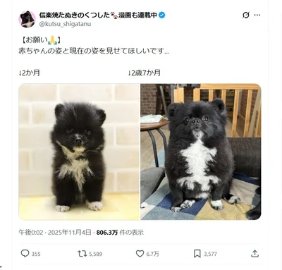 Xで話題になったたぬき――いや、ポメラニアン。▶ちなみに飼い主さんはもう一匹ポメラニアンを飼っていて（⇒次へ）