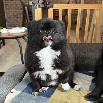 ベロがハートに！こんなにくっきりハートになるものなんですね！▶そしてカミカミする姿は（⇒次へ）