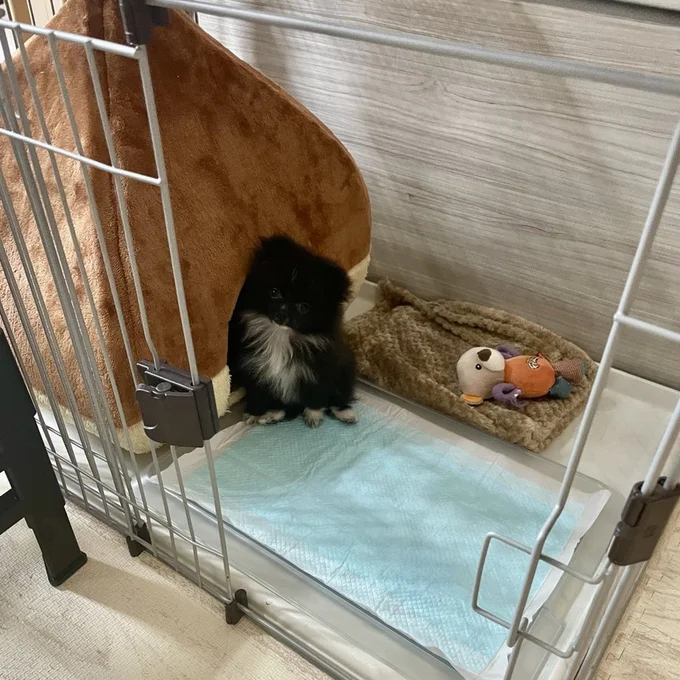 まだクマっぽさが強いですね！クマからたぬきへの成長、不思議です！（笑）▶ちなみに生後2か月頃は（⇒次へ）