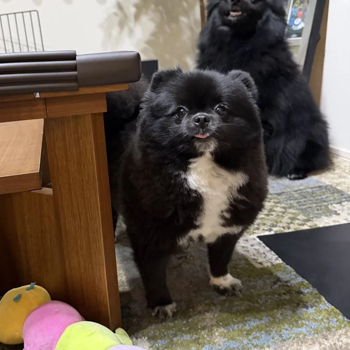 どんどんシルエットが丸くなっていく気がしますね！▶仲良しな二匹は、お散歩中も（⇒次へ）