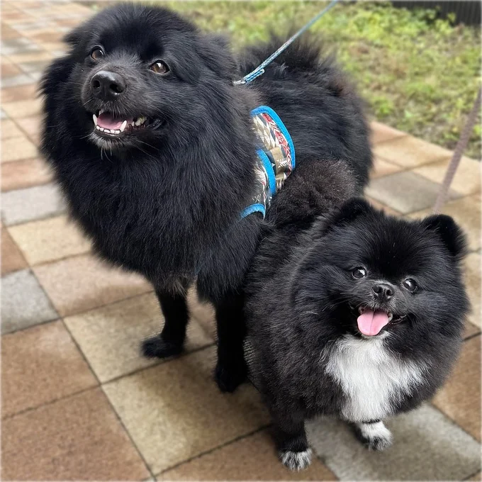 ニコニコ笑顔でとっても楽しそう！▶愛されてるのが伝わってきますね♪ ▶でも、洗って濡れると（⇒次へ）