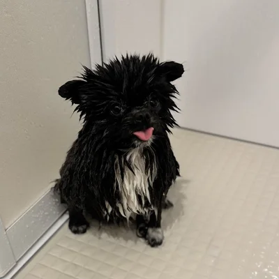 違う犬みたいになっちゃう！そんなところもまた愛らしくて笑っちゃいます。（⇒次からは柴犬との日常を描いた『柴犬ぽんちゃん、今日もわが道を行く』が読めます！）