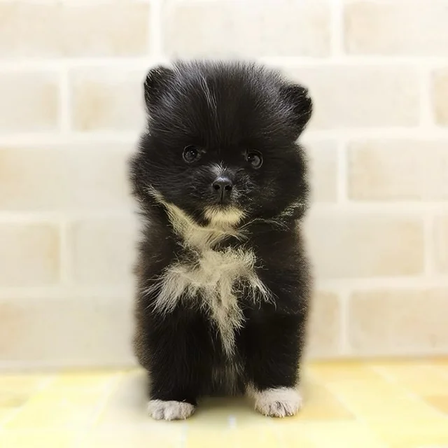 もはや犬ではない…⁉︎ →ポメラニアンの成長ビフォアフに「たぬき…これはたぬき！」「可愛さはちきれそう！」