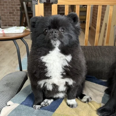 完全に信楽焼のたぬきに成長！（笑）▶大反響を呼んだポストはこちら（⇒次へ）