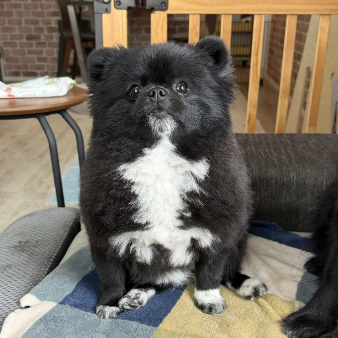 完全に信楽焼のたぬきに成長！（笑）▶大反響を呼んだポストはこちら（⇒次へ）