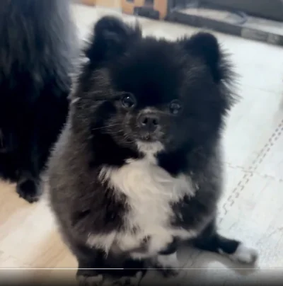 秋刀魚にワクワクが止まらない様子！目が輝いてますね！▶くつしたちゃんとノアくんが揃うと（⇒次へ）