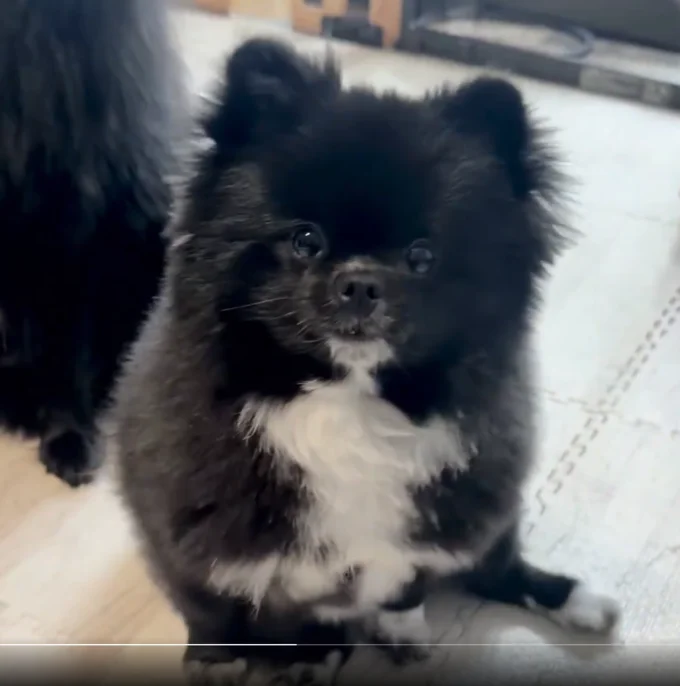 秋刀魚にワクワクが止まらない様子！目が輝いてますね！▶くつしたちゃんとノアくんが揃うと（⇒次へ）