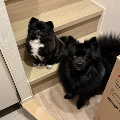 まるできつねとたぬき！？同じ犬種とは思えないくらい違いますね！▶くつしたちゃんの模様は（⇒次へ）